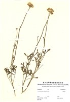 藏品(白菊花)的圖片